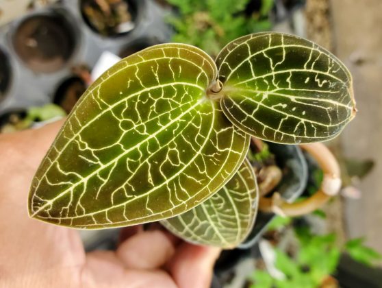 Neokoukané pokojové rostliny: Fialové listy, jelení parohy a drahokamové orchideje