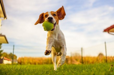 Pes s míčkem