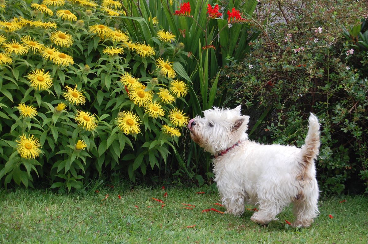 Pes u květin