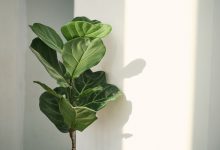 Rostlina ve stínu