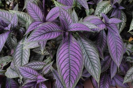 Strobilanthes dyeriana