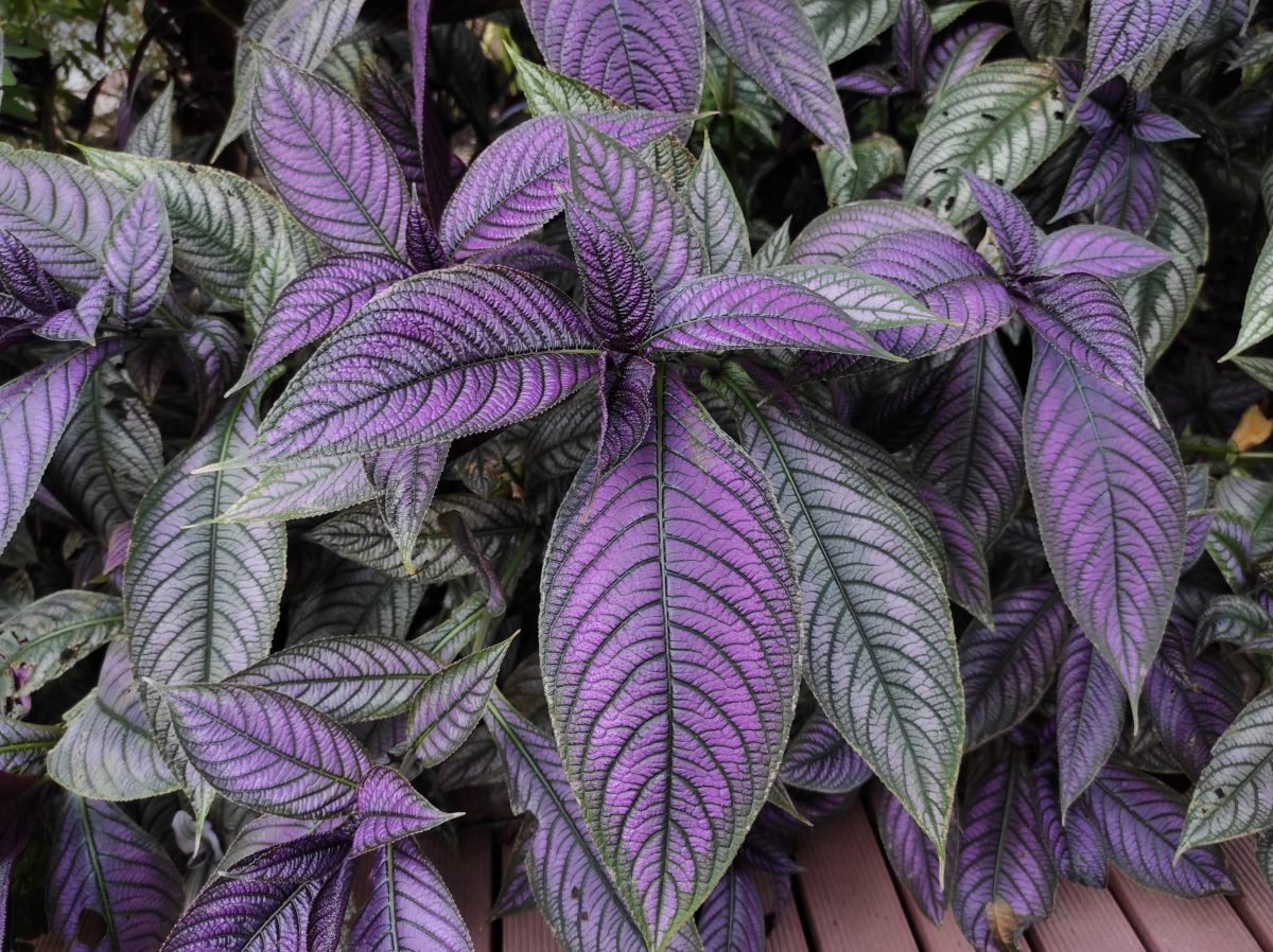 Strobilanthes dyeriana