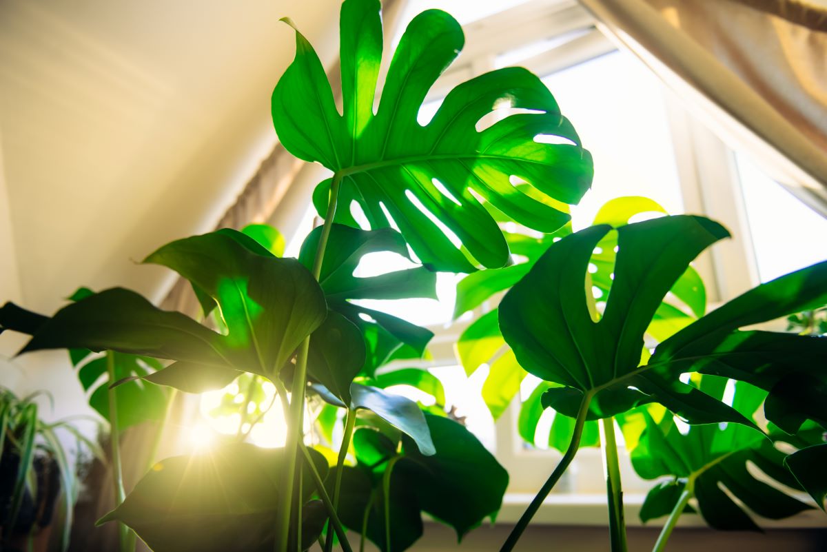 Monstera na slunci