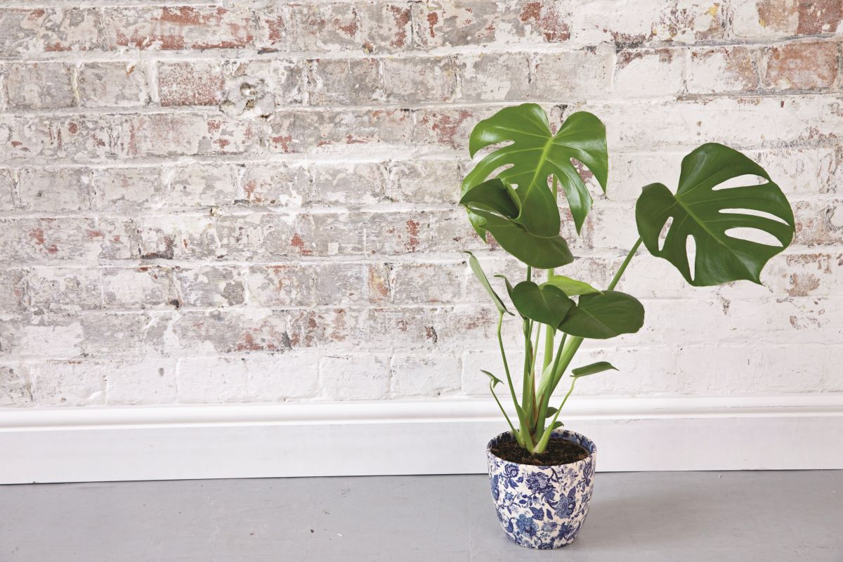 Monstera