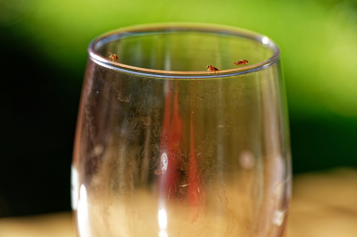 Mušky sklenice vína
