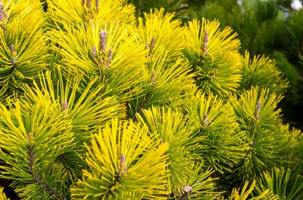 Pinus mugo