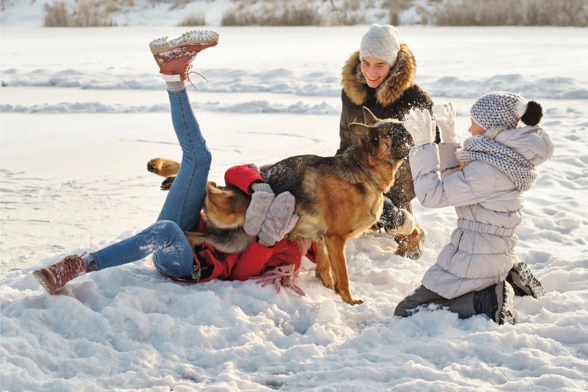 Pes ve sněhu s lidmi