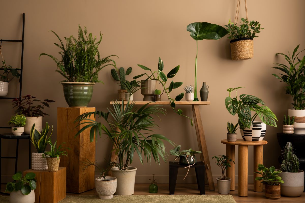 Pokojové rostliny na stolcích