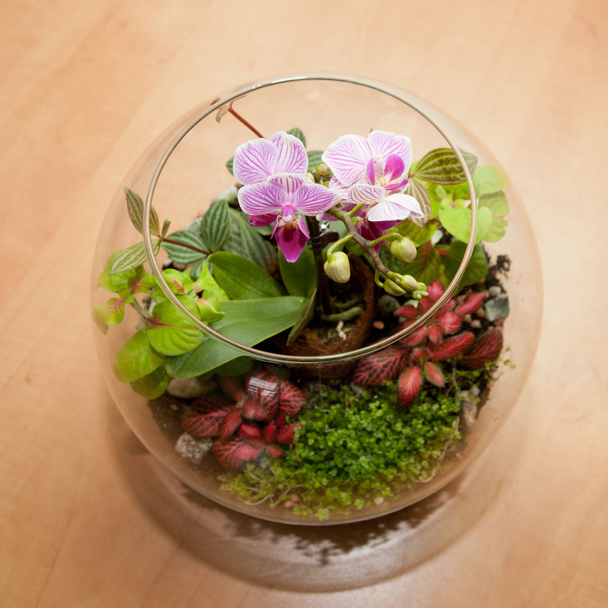 mini orchidej v rostlinném teráriu