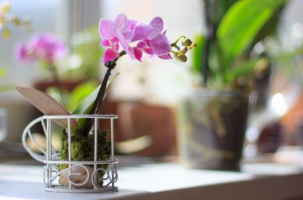 mini orchidej na parapetu