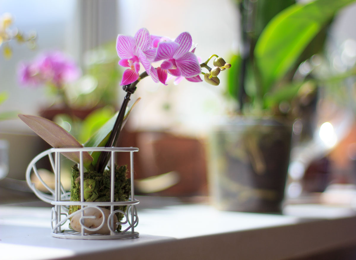 mini orchidej na parapetu