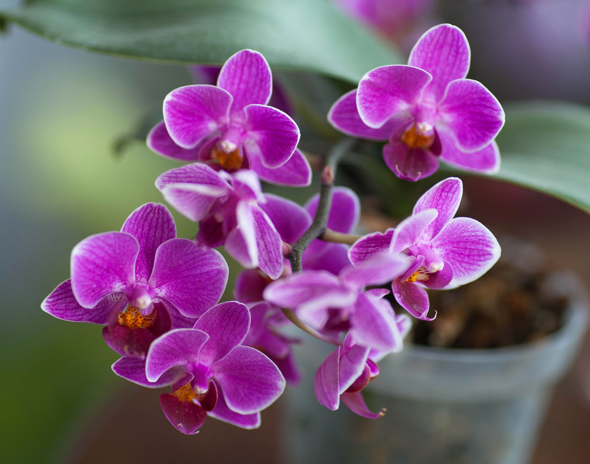 Mini orchidej fialová
