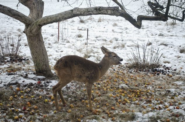 Naše ovocné stromy poničila lesní zvěř. Dá se dřevinám pomoci?