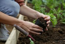 přesazování mladých rostlin zeleniny z výsevního substrátu do záhonu