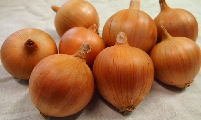 Cibule – základ kuchyně