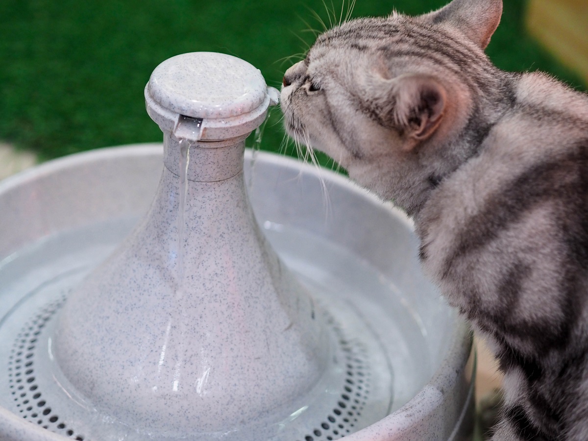 kočka pije vodu