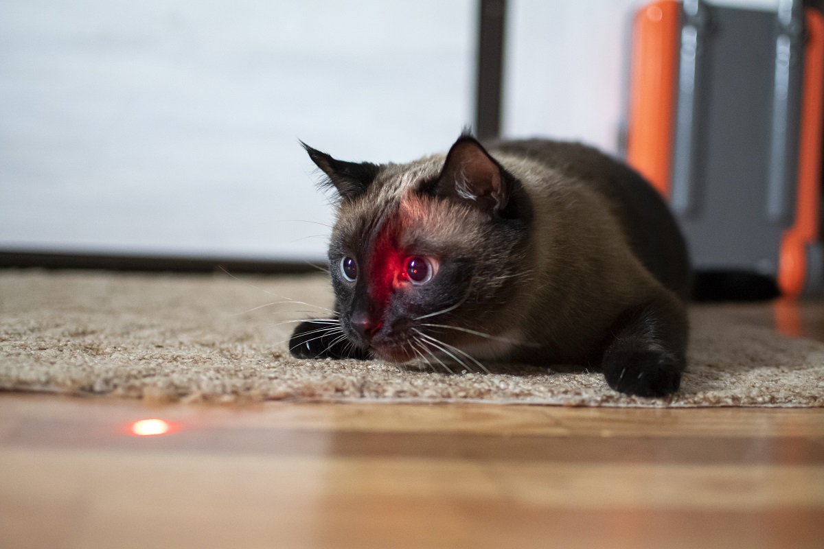 kočka s červeným světýlkem