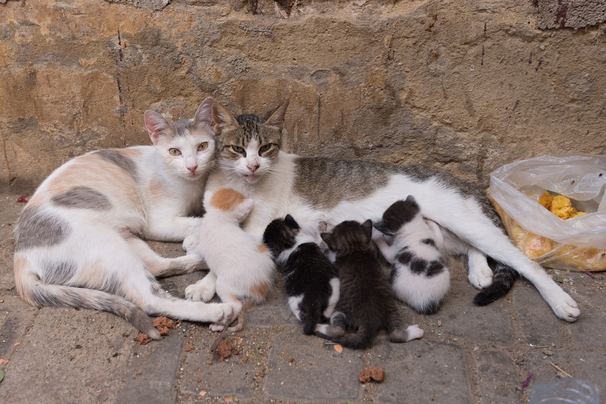 kočky s mláďaty