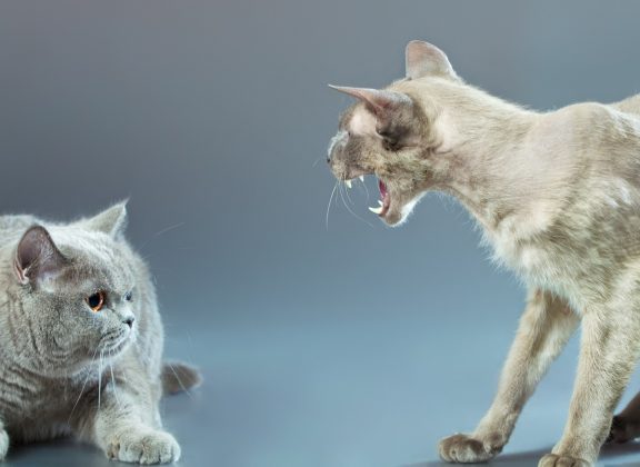 Je vaše kočka agresivní? Toto mohou být hlavní důvody a zde je řešení!