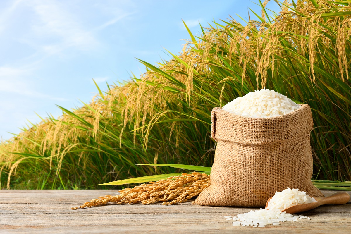rýže v pytli na poli