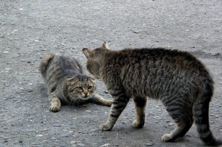 Dvě agresivní kočky