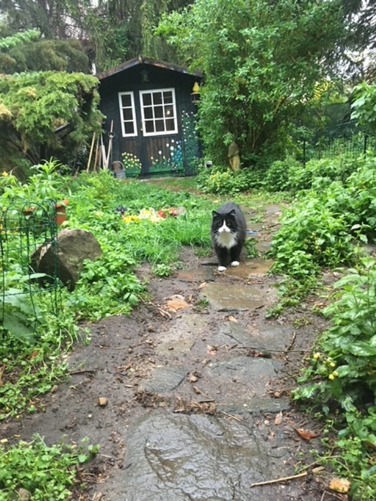 Kočka v zahradě