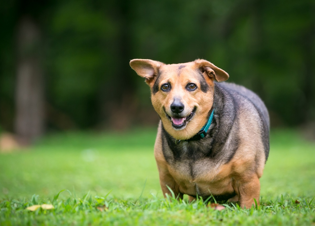 Pes smíšeného plemene Welsh Corgi s velkou nadváhou