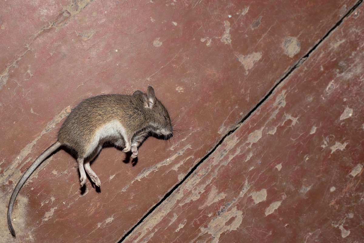 Mrtvá myš leží na boku na dřevěné podlaze.
