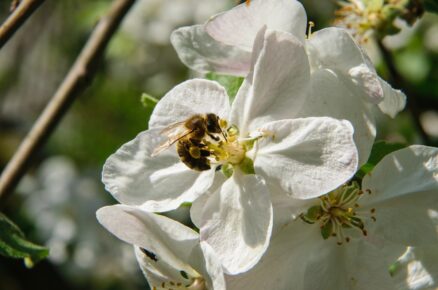 Včela sbírající pyl a nektar z květů jabloní