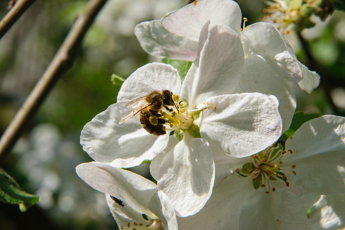 Včela sbírající pyl a nektar z květů jabloní