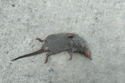 Mrtvá krysa