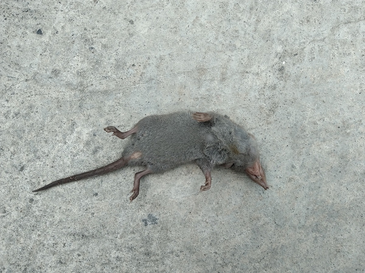 Mrtvá krysa