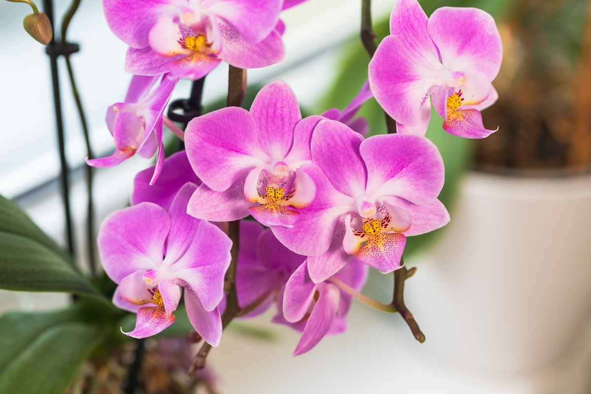 Orchidej