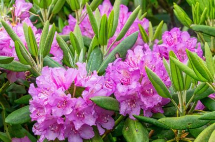 Rhododendron