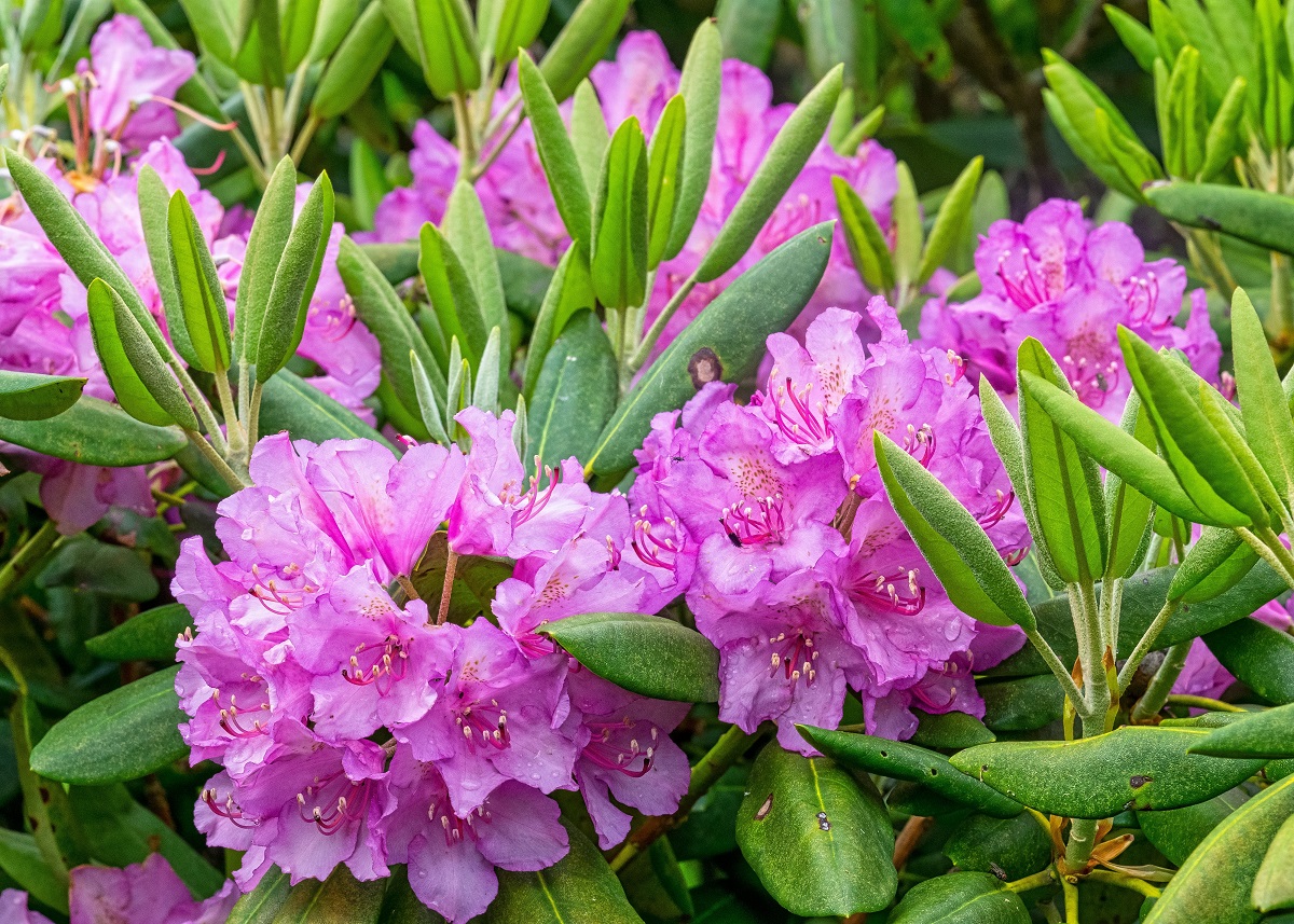 Rhododendron