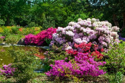 Rhododendron