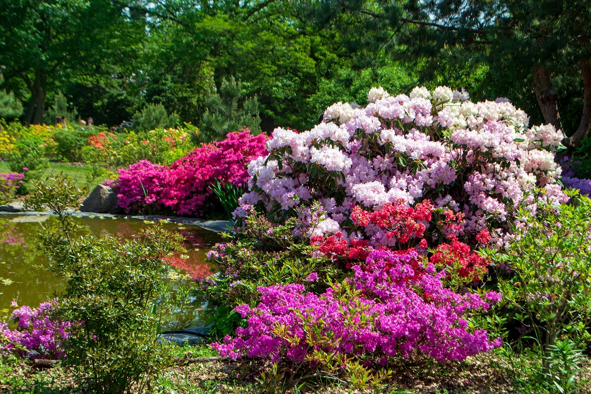 Rhododendron