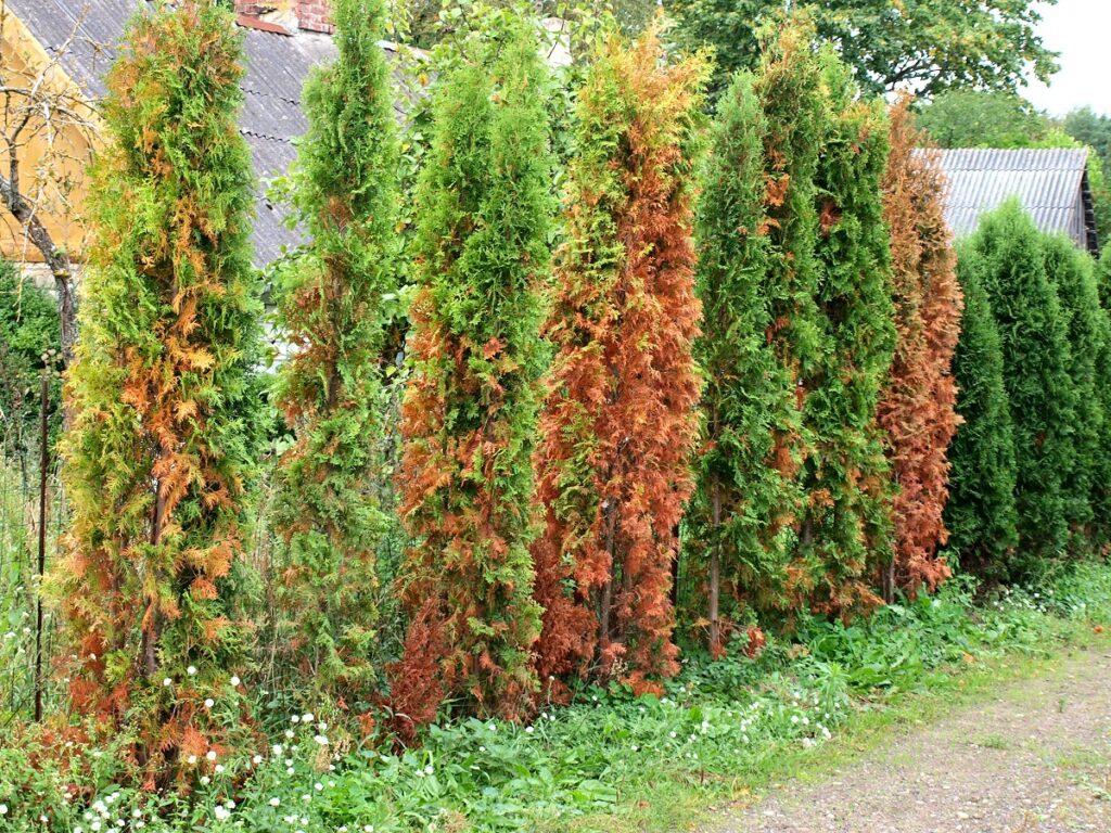 6 důvodů, proč vám schnou túje a jak se s tím vypořádat?
