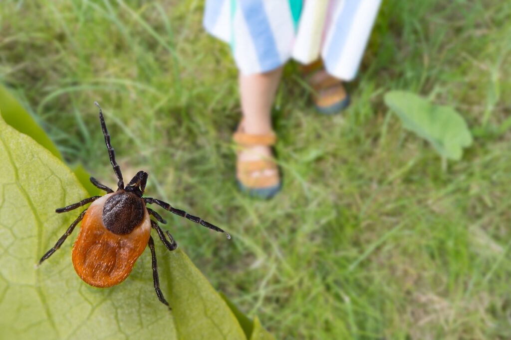 Nebezpečí na zahradě: Jak se chránit před klíšťaty