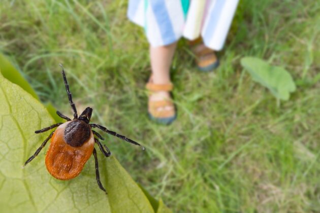 Nebezpečí na zahradě: Jak se chránit před klíšťaty