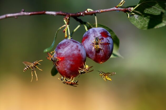 Jak se zbavit vos: Pomohou vám bylinky a citrusové plody