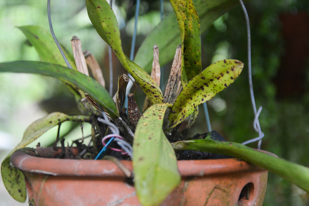 An,Orchid,Leaves,With,Yellowish,Black,Spot,Disease.,Orchid,In