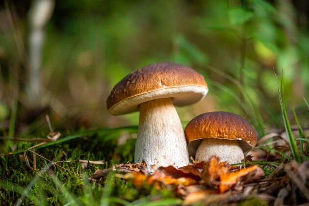 Jak snadno pěstovat houby na zahradě. Stačí vám správné stromy a mycelium