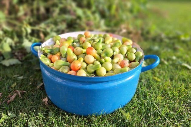 Zelená rajčata nemusíte vyhazovat. Udělejte z nich chutný kečup nebo vegetariánský kaviár