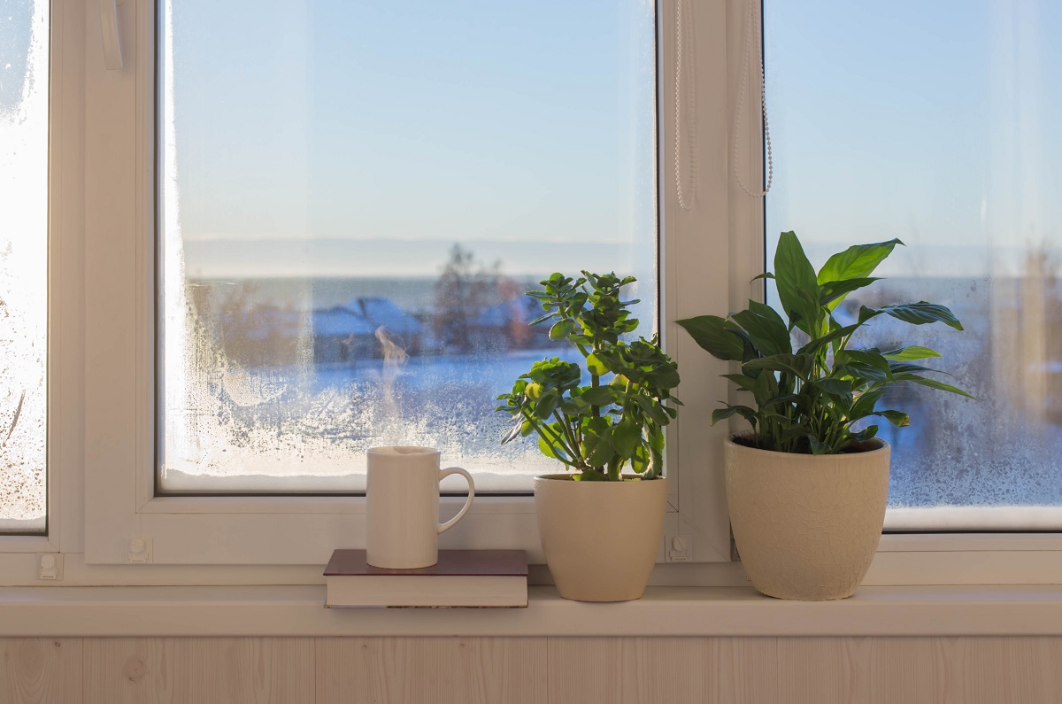 Cup,Of,Coffee,And,Houseplants,On,Windowsill,In,Sunlight,In
