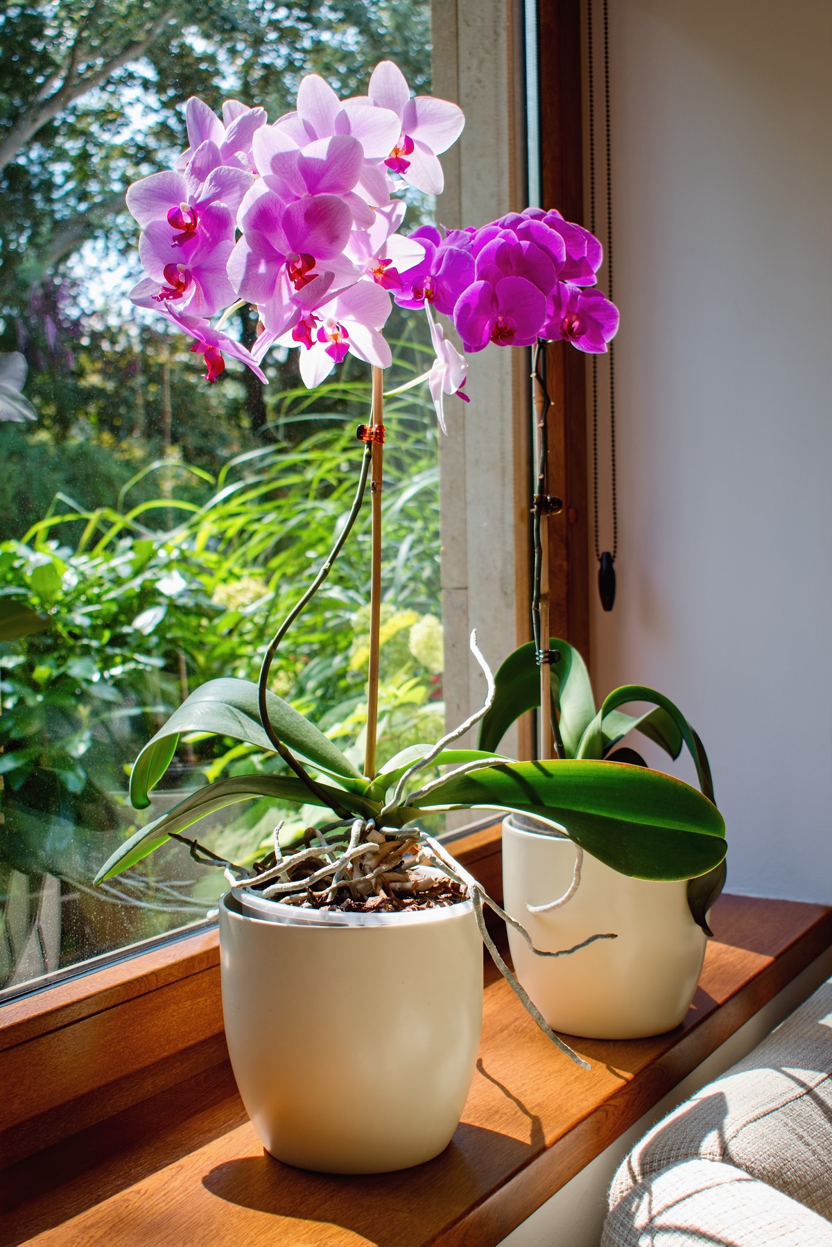 Blooming,Orchids,Phalaenopsis,On,The,Windowsill.,Cozy,Home,Interior
