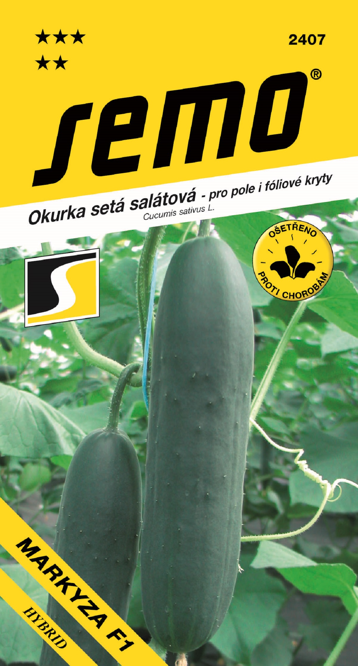 kurka-salatova-MARKYZA-F1