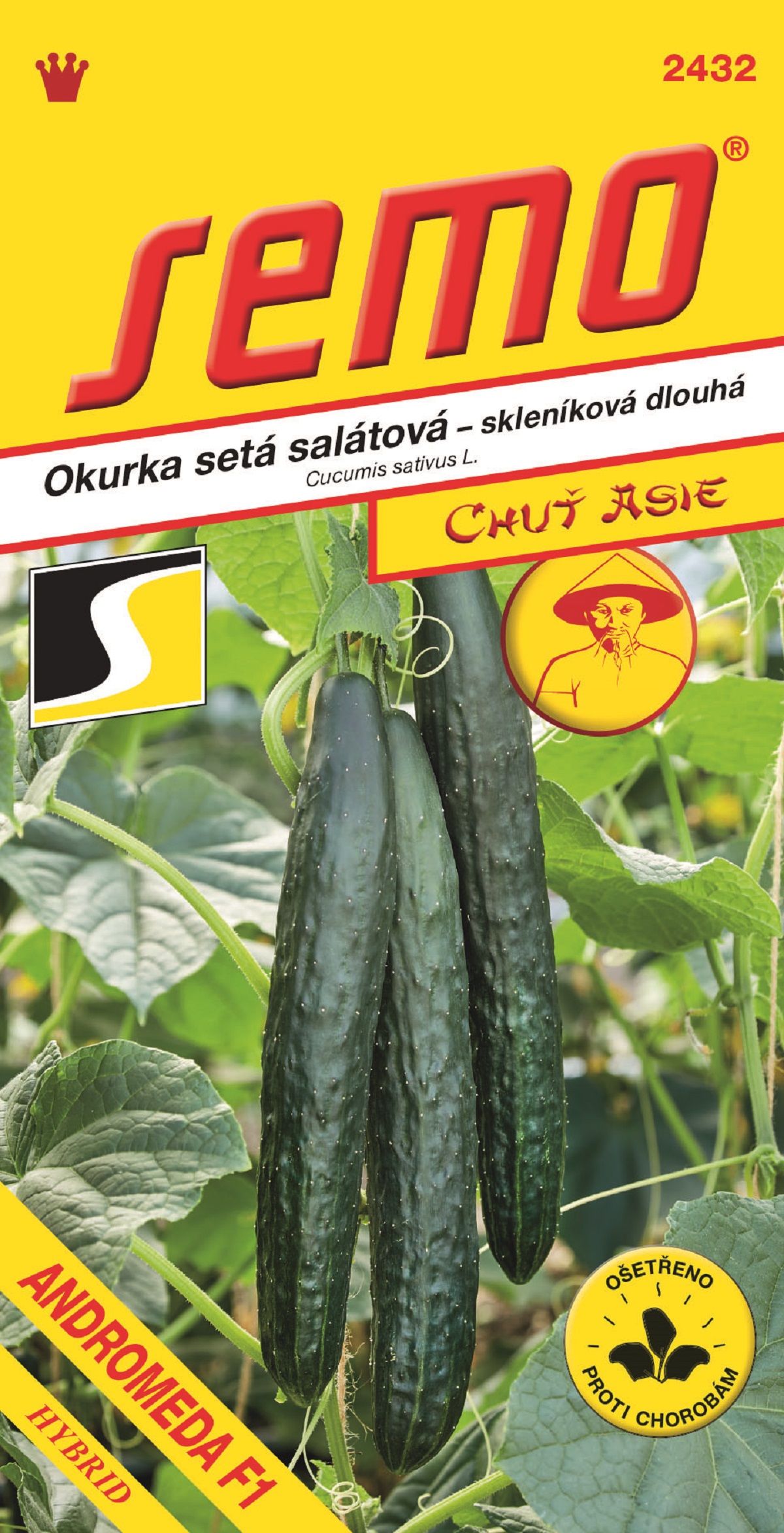 okurka ANDROMEDA F1 N1717323 ASIA VS