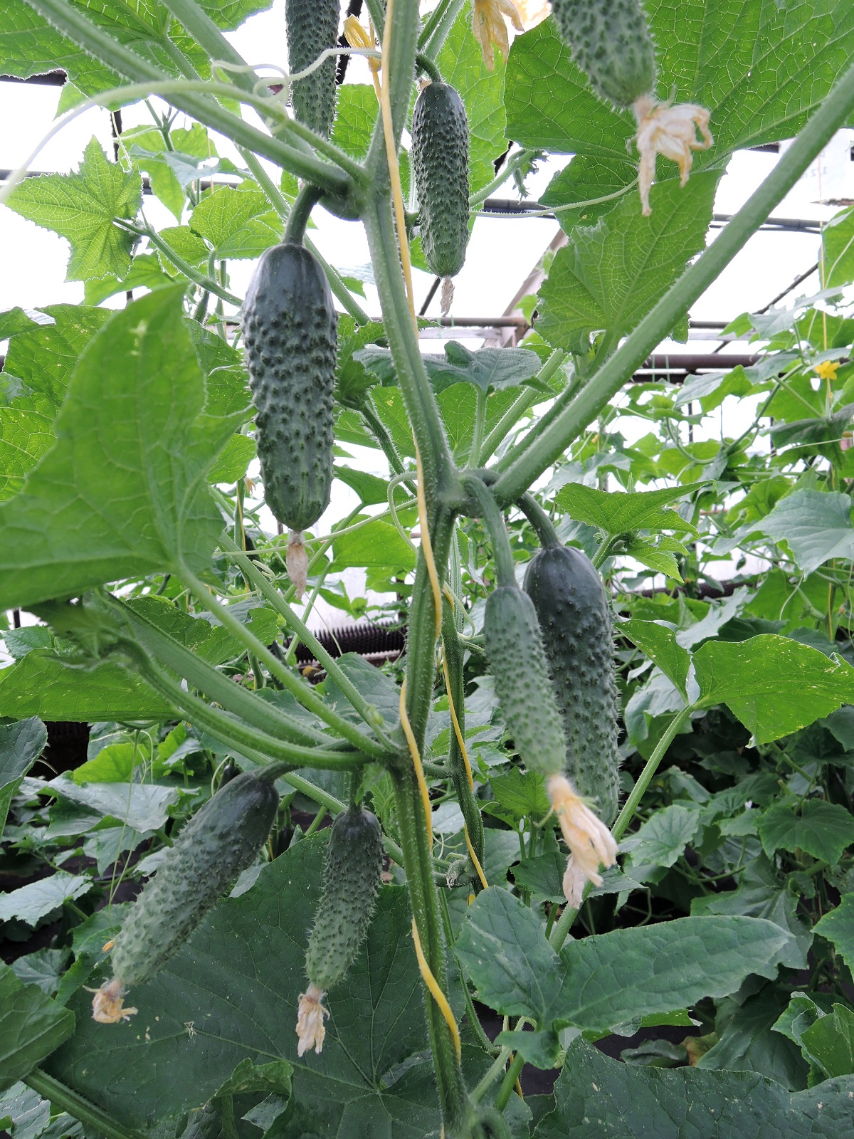 okurka ARTEMIS
