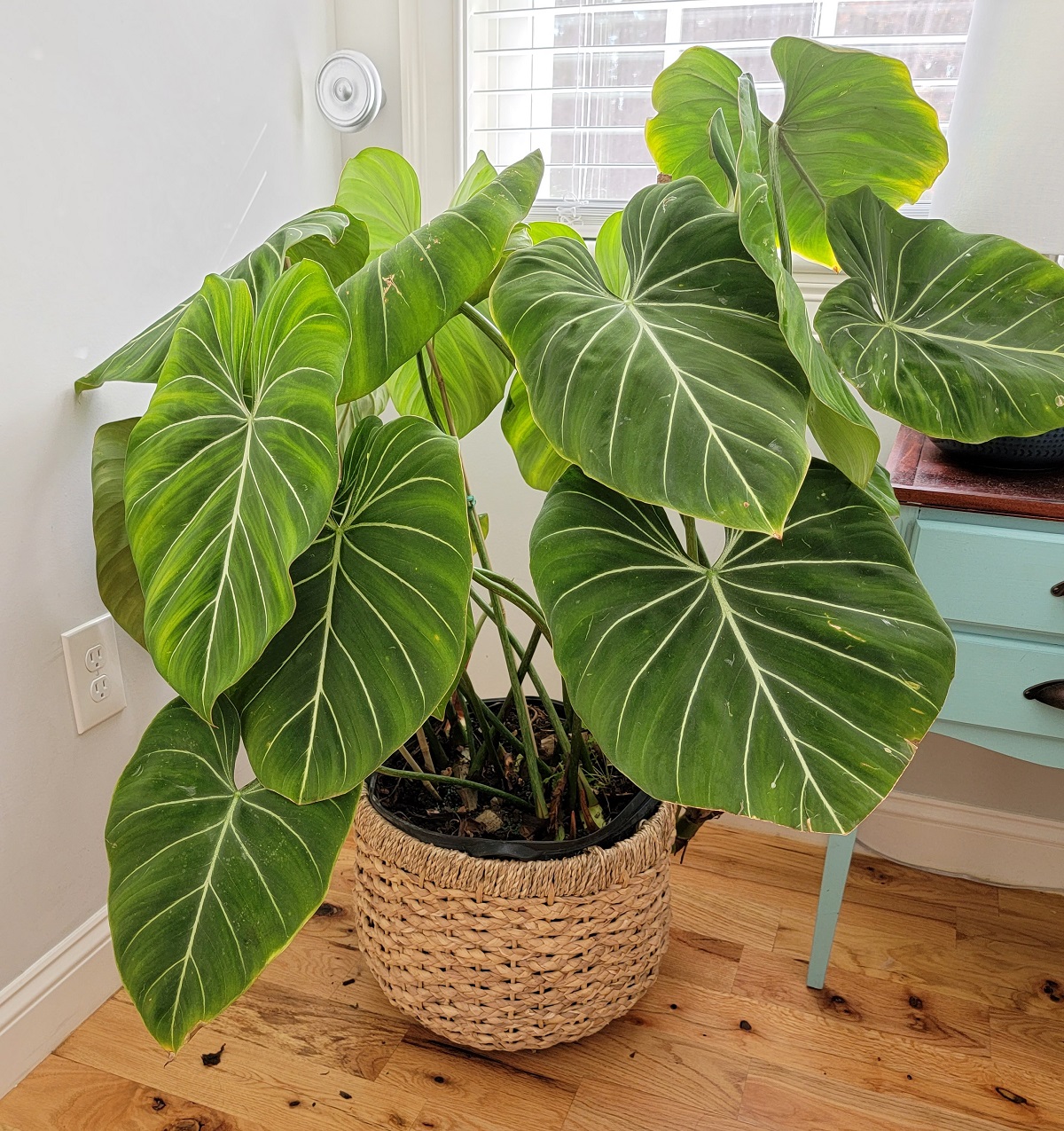 Rare,Houseplant,The,Amazing,Philodendron,Gloriosum